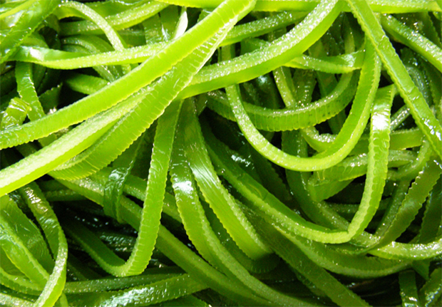 提高海藻酸鈉收得率的方法