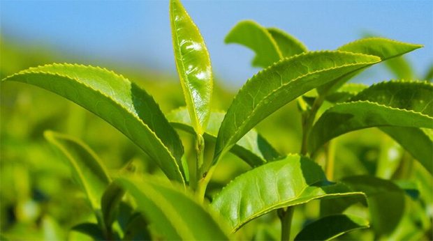 為什么海藻酸鈉能被用作殺蟲劑?