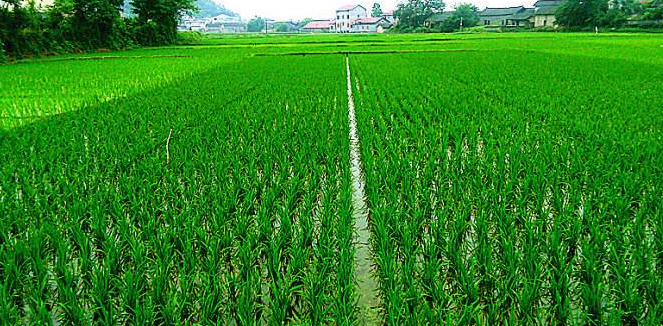 農業尿素批發價格