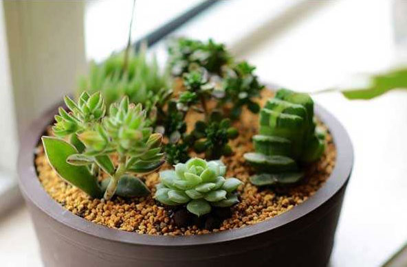 小蘇打養花的作用